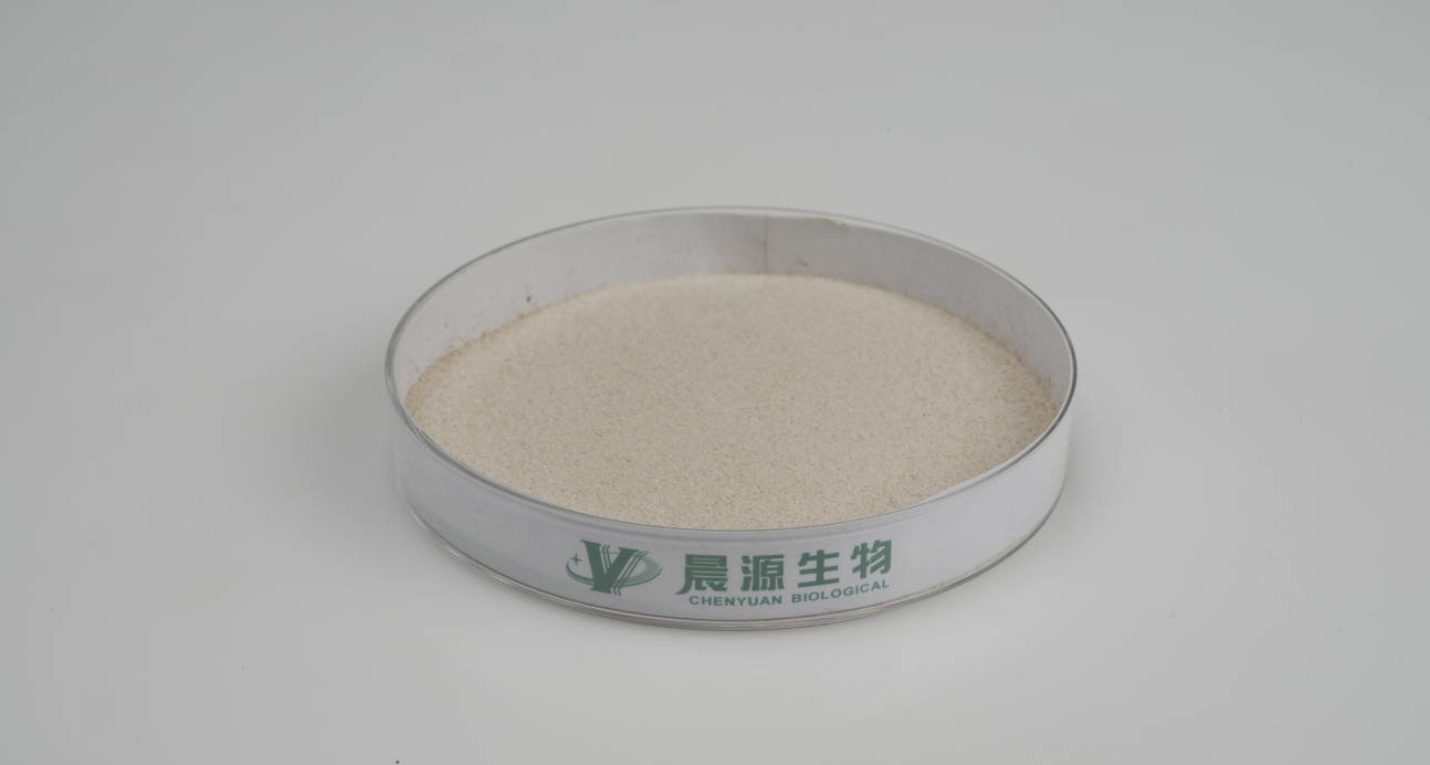 Enterococcus Faecalis