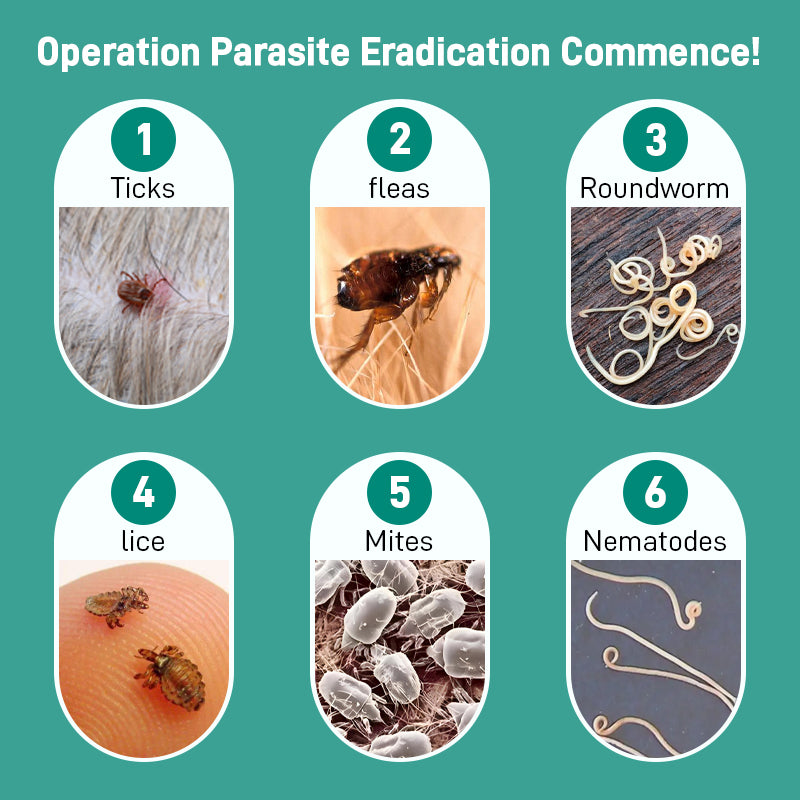 Avermectin Pour-on Solution - Pet Deworming Products