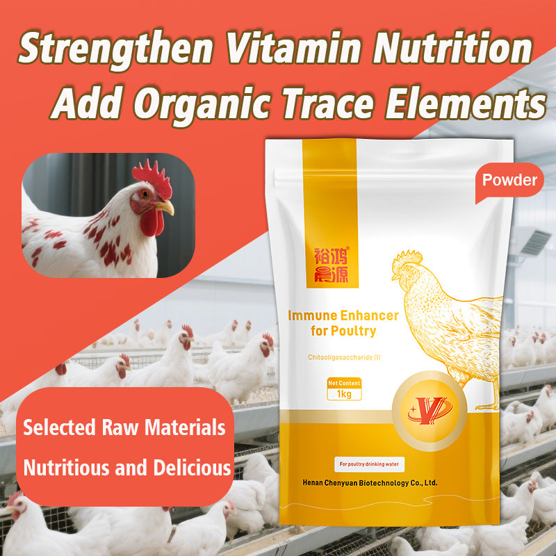 Immune Enhancer for Poutry-Boosting Immune System Maturation and Feed Utilization for Faster Growth in Chickens