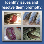 Mebendazole Solution-(for Aquatic Products)-An anti – helminthic pharmaceuticals Veterinary Prescription Pharmaceuticals