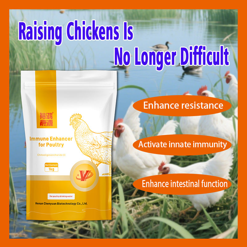 Immune Enhancer for Poutry-Boosting Immune System Maturation and Feed Utilization for Faster Growth in Chickens