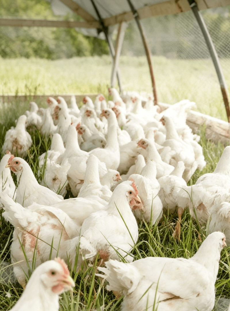 Poultry Farming