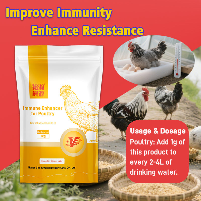 Immune Enhancer for Poutry-Boosting Immune System Maturation and Feed Utilization for Faster Growth in Chickens