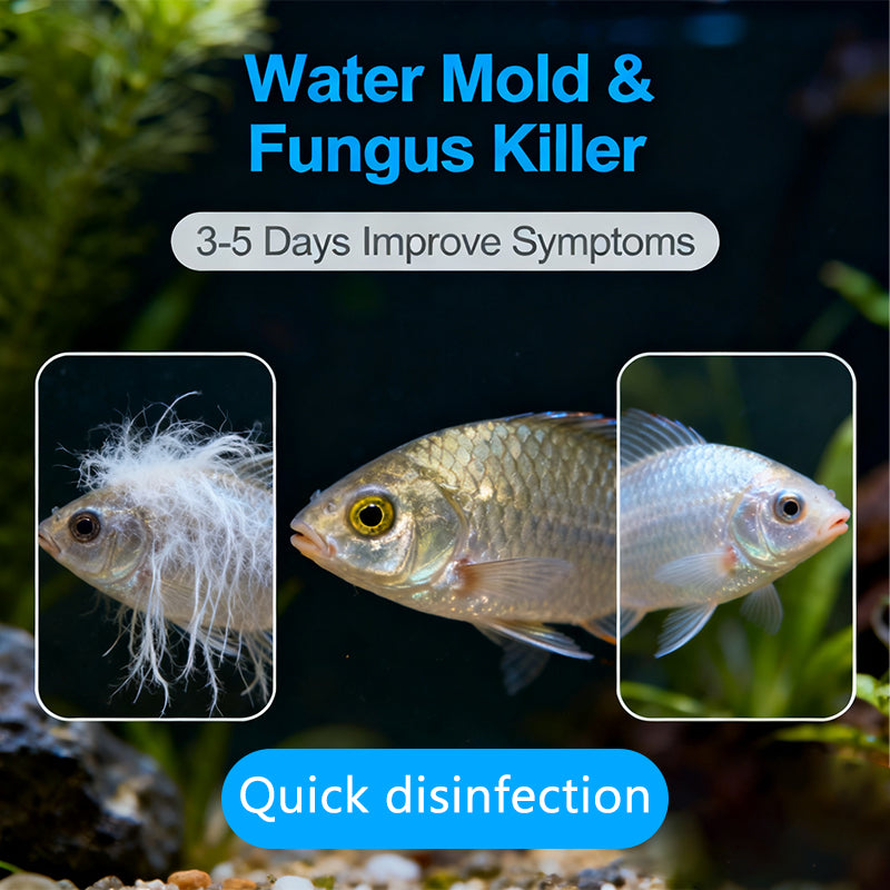 Aquatic Safe-Skin Rot, Gill Rot & Fungal Growth—Safe & Efficient