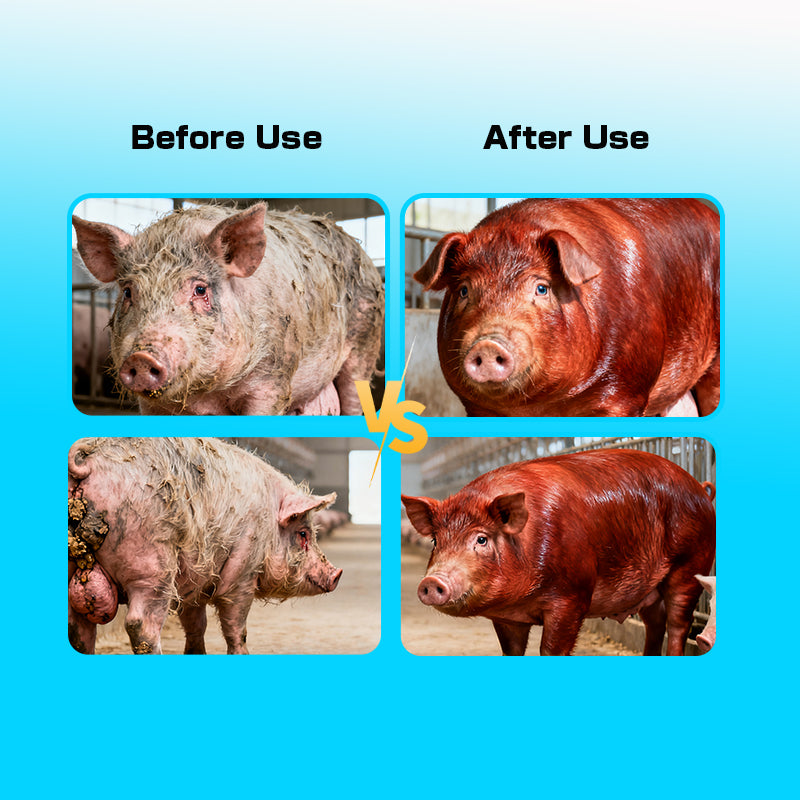 Piglet Growth Booster-Piglet Feed Additive-Improve the survival rate of piglets. Increase the weaning litter weight.