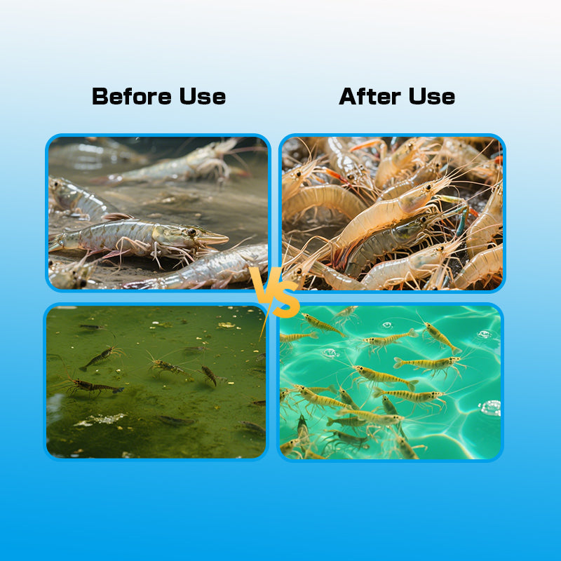 Aquatic Compound Probiotics-Pond Water Treatment/ Organic Matter Decomposition/ Sludge Degradation & Microbial Balance
