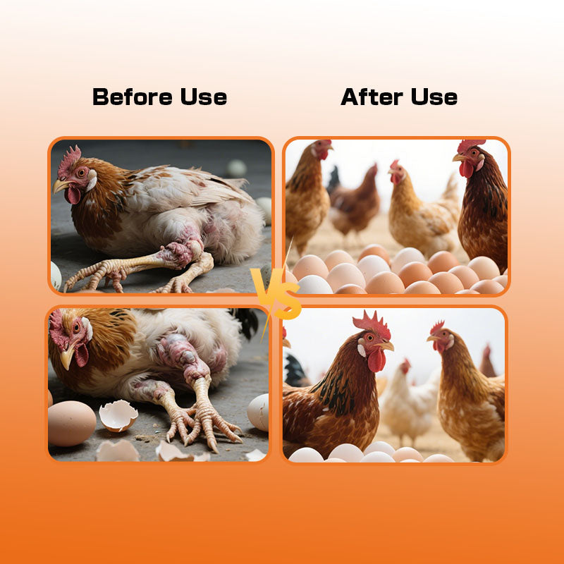 SynoLayer for laying hen