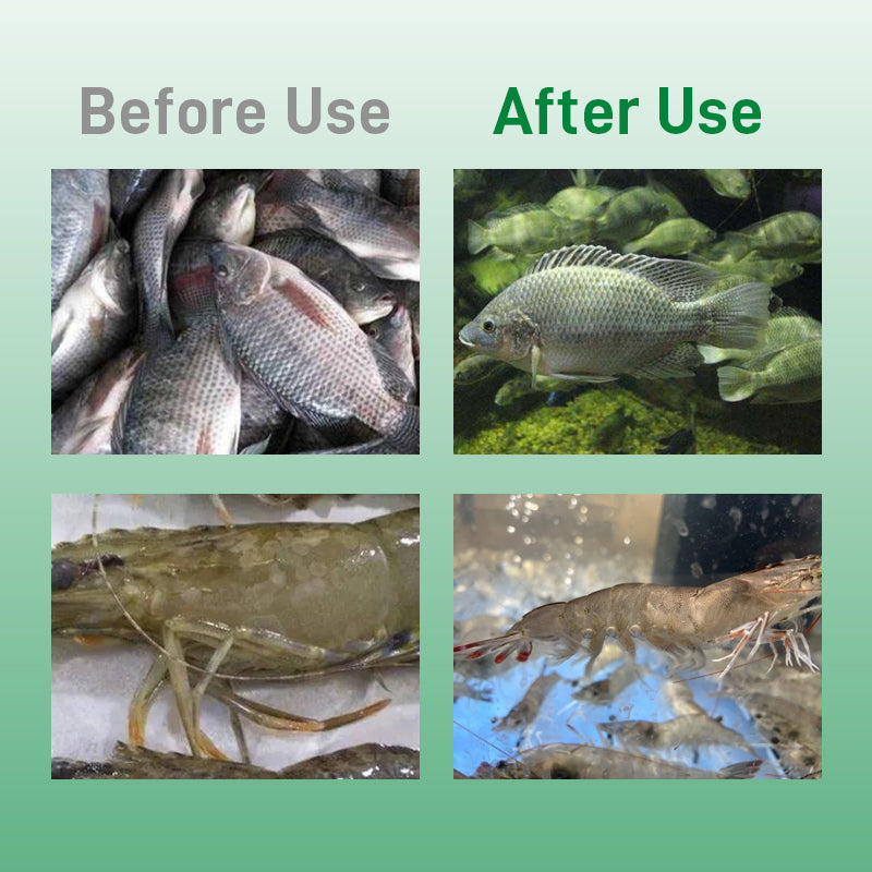 Aquatic Streptococcus Clear-Non-Toxic to Water Body, TCM Extracts, Rapid Bactericidal Effect