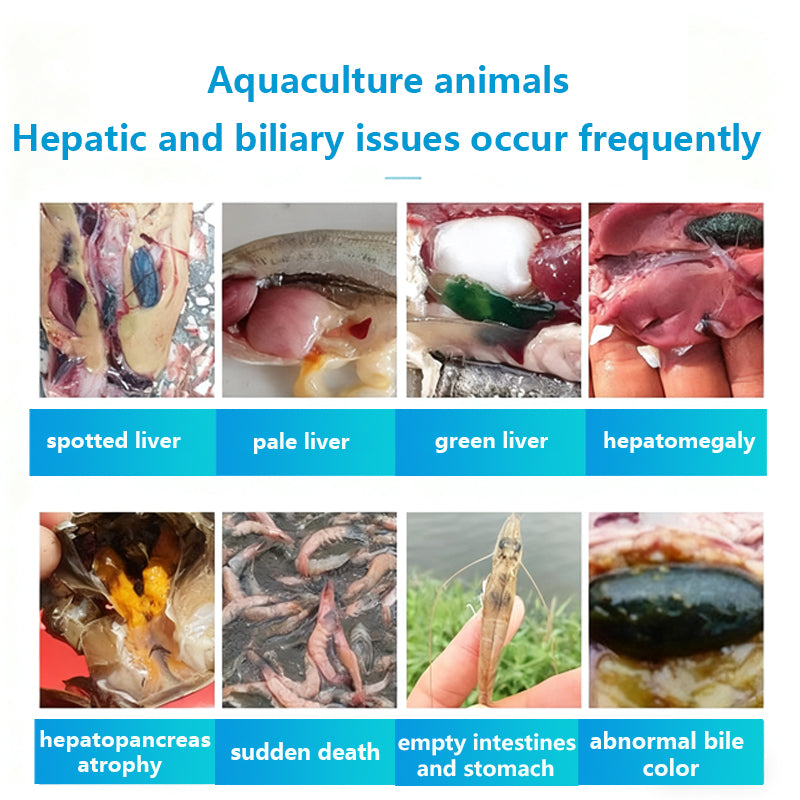 AquaHep Cure-Liver Care, Cell Repair & Hepatopancreas Protection