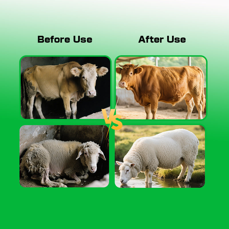 Cattle Sheep Fattening Promoter-Skeletal Development • Rapid Weight Gain • High Meat Yield • Low Feed Conversion Ratio