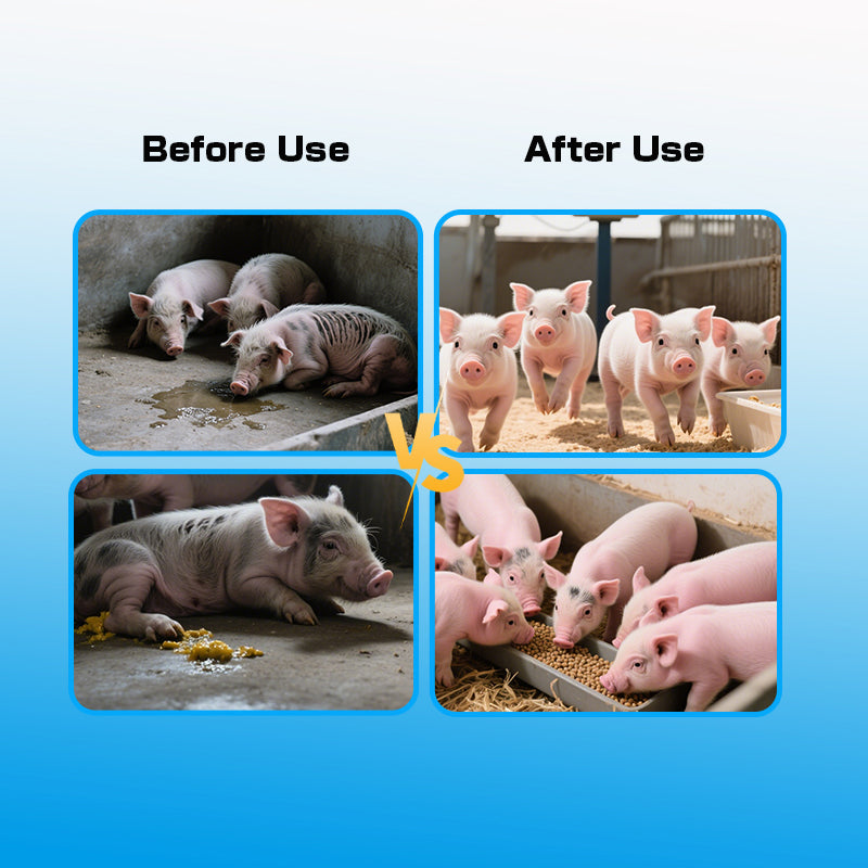 Piglet Growth Booster-Piglet Feed Additive-Improve the survival rate of piglets. Increase the weaning litter weight.