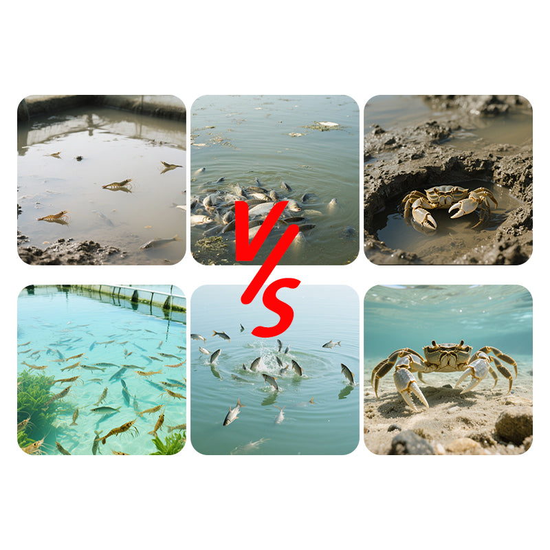 Pond Protect-C-Carbon Supplement / Bacteria Stabilization & Intestinal Improvement