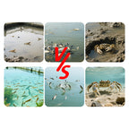 Pond Protect-C-Carbon Supplement / Bacteria Stabilization & Intestinal Improvement