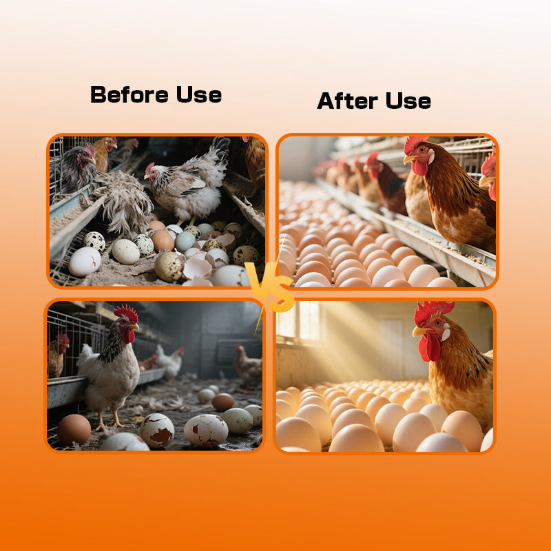 Seven Lucky Eggs-Layer Hen Egg Booster