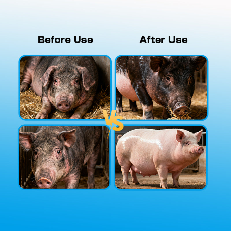 Sow Health Enhancer-Sow Health Enhancer-The Guardian of Sow and Piglet Health