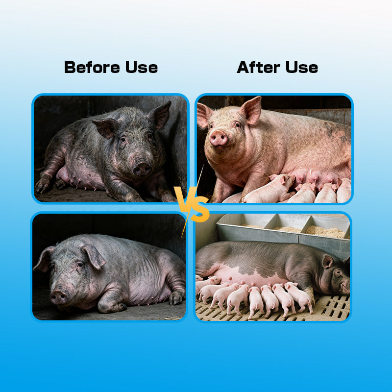 Sow Milk Booster-Stimulates milk production, Enhances milk quality & piglet immunity