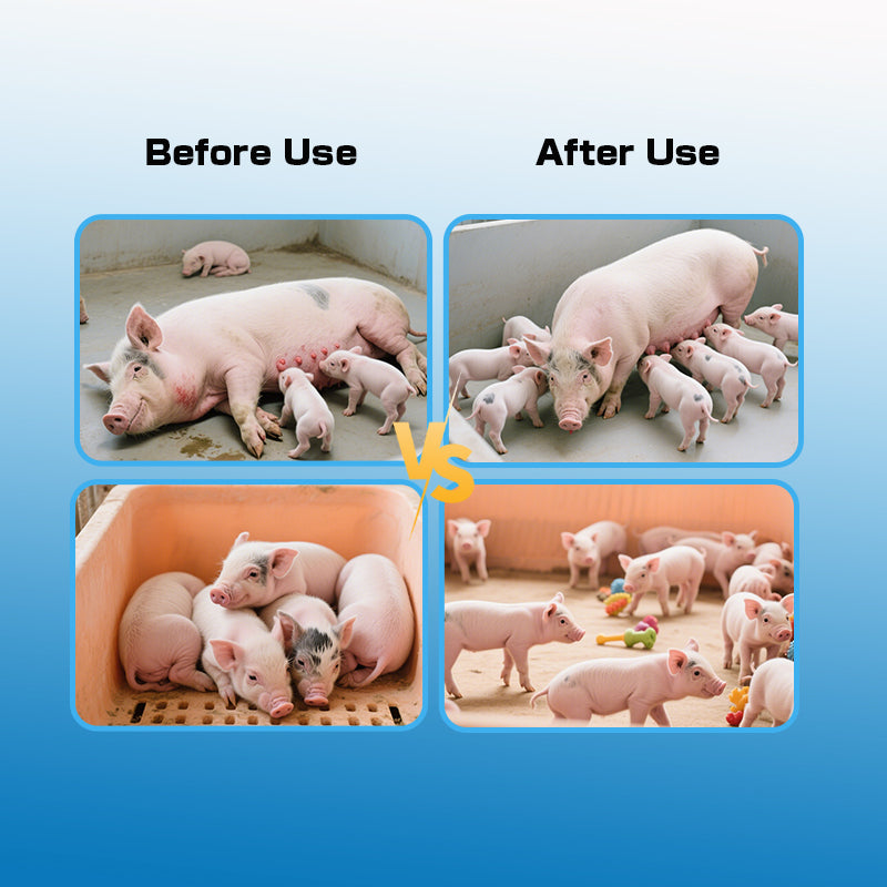 Swine Benefit Repro-Herbal Health Additive for Sows. Increase sow conception rate, Enhance piglet survival rate.